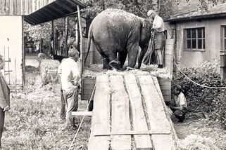 Zoologická zahrada ve Dvoře Králové slaví osmdesáté narozeniny, stále je ale v rozpuku - Novinky